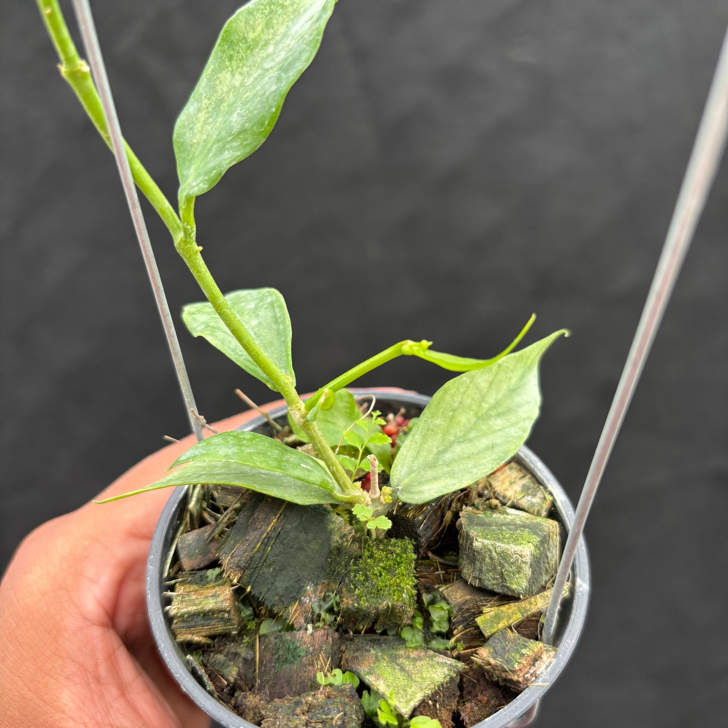 Hoya Polyneura "Berget" (Silver)