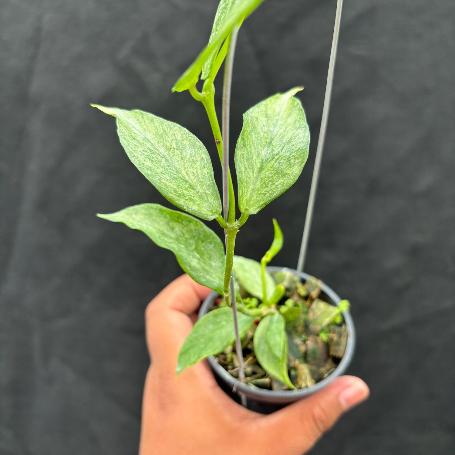 Hoya Polyneura "Berget" (Silver)