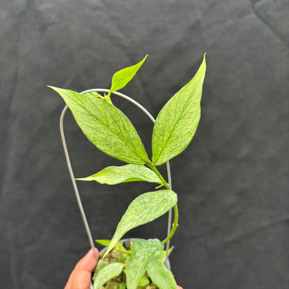 Hoya Polyneura "Berget" (Silver)