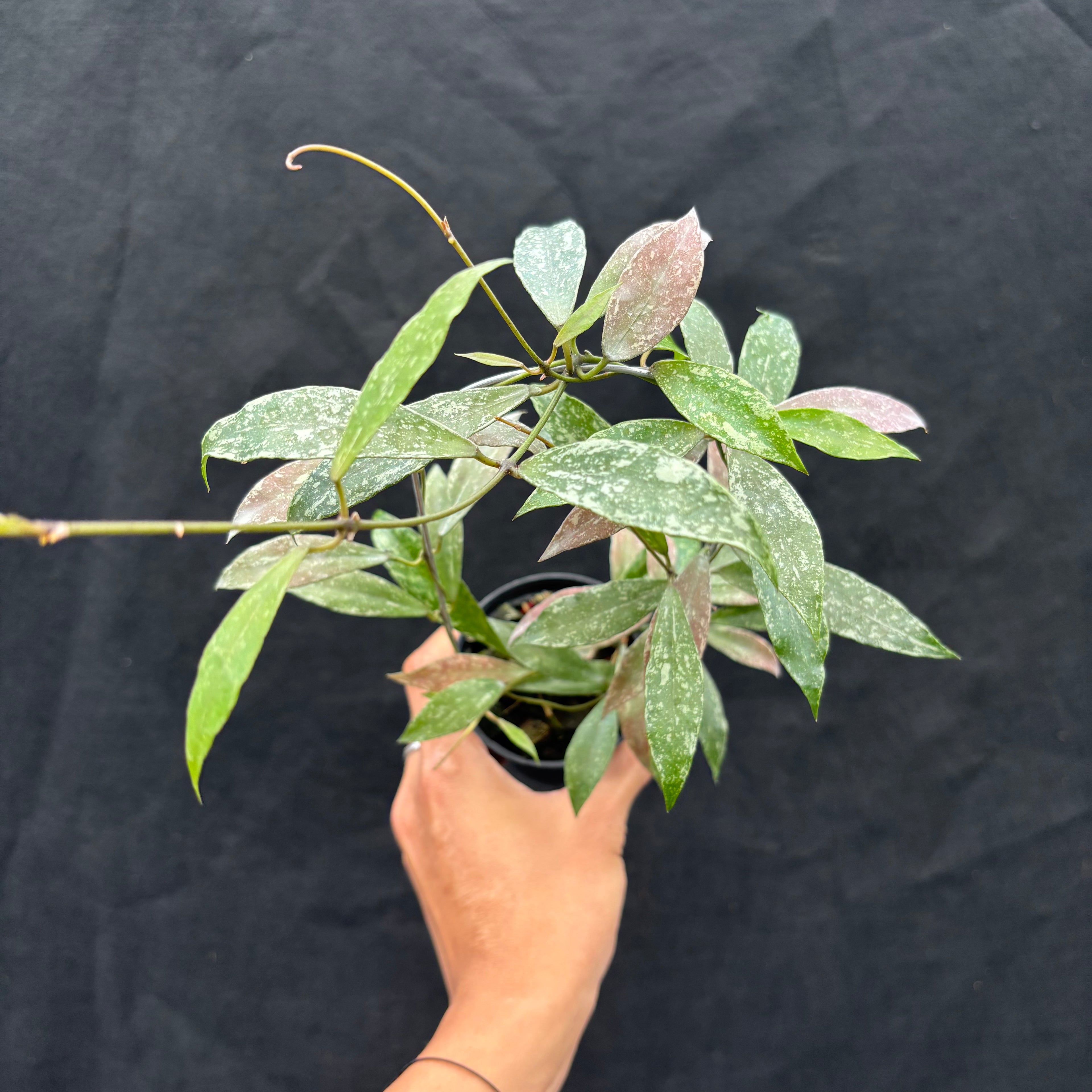 Hoya Lacunosa "Laos"