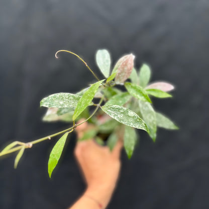 Hoya Lacunosa "Laos"