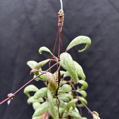 Hoya Lacunosa "Sulcata Back Bone"