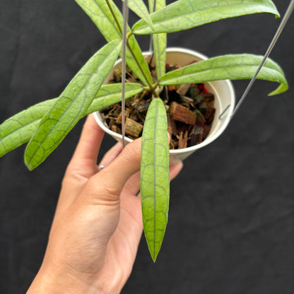 Hoya Callistophylla &