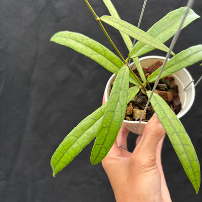 Hoya Callistophylla &