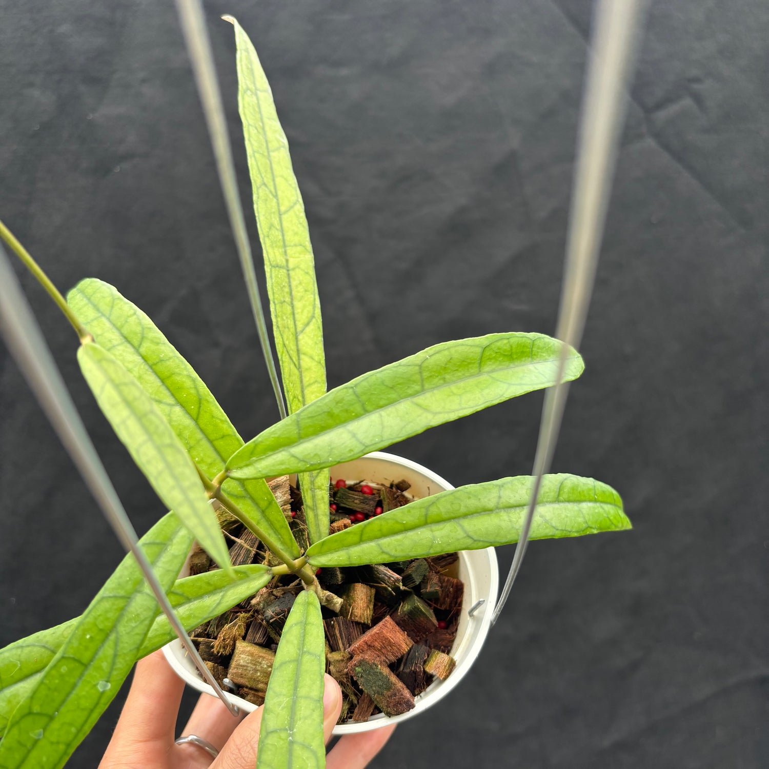 Hoya Callistophylla &