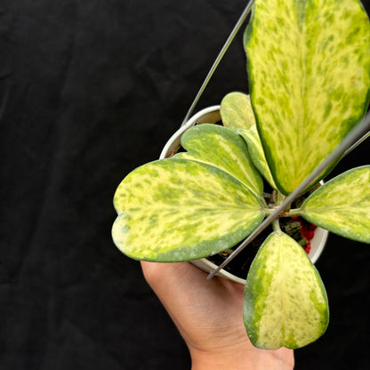 Hoya Kerii "Sport Center"