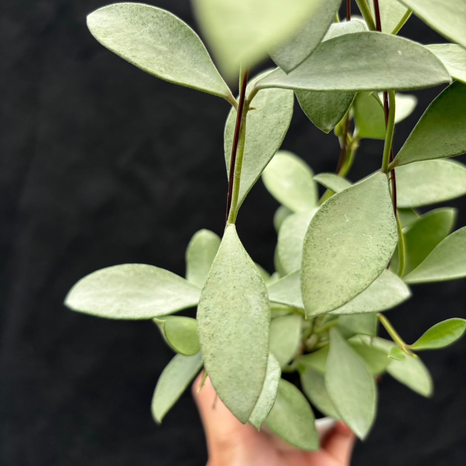 Hoya Nummularioides "silver"