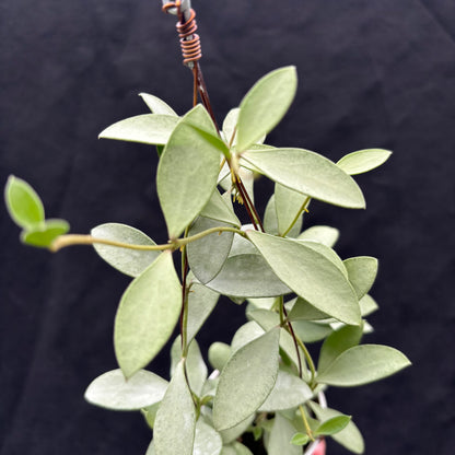Hoya Nummularioides "silver"