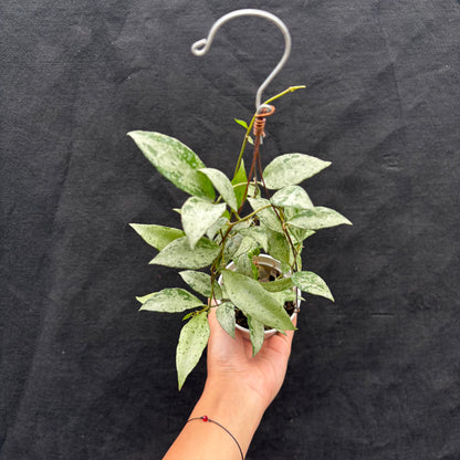 Hoya Nummularioides "silver"