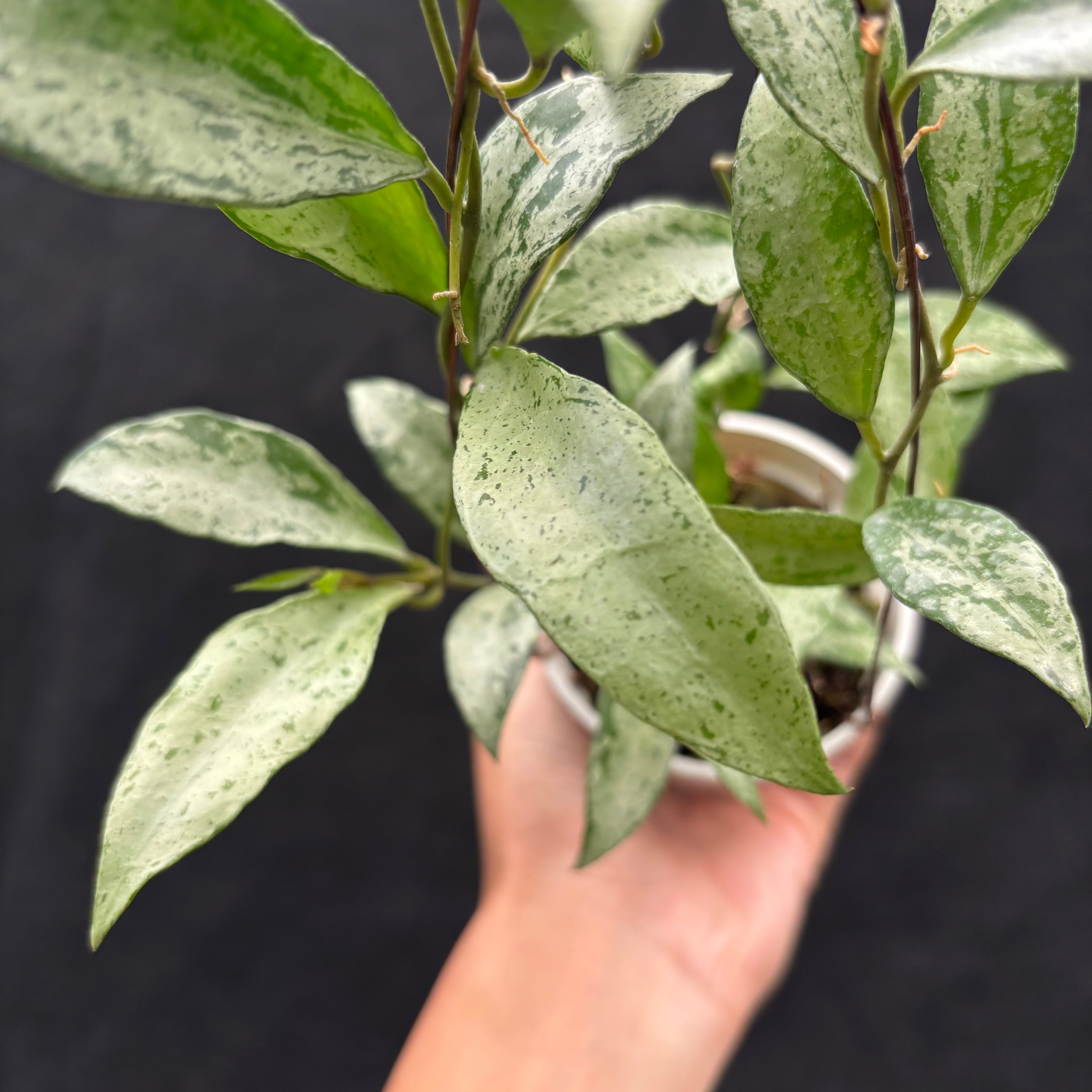 Hoya Nummularioides "silver"