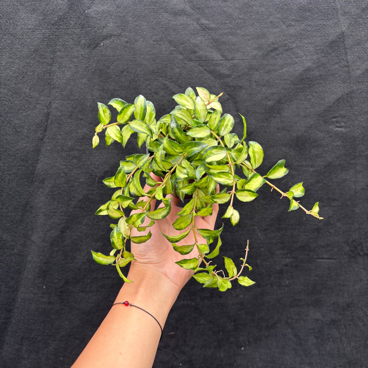 Hoya Lacunosa "Var-Tricolor" Bruno
