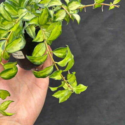 Hoya Lacunosa "Var-Tricolor" Bruno