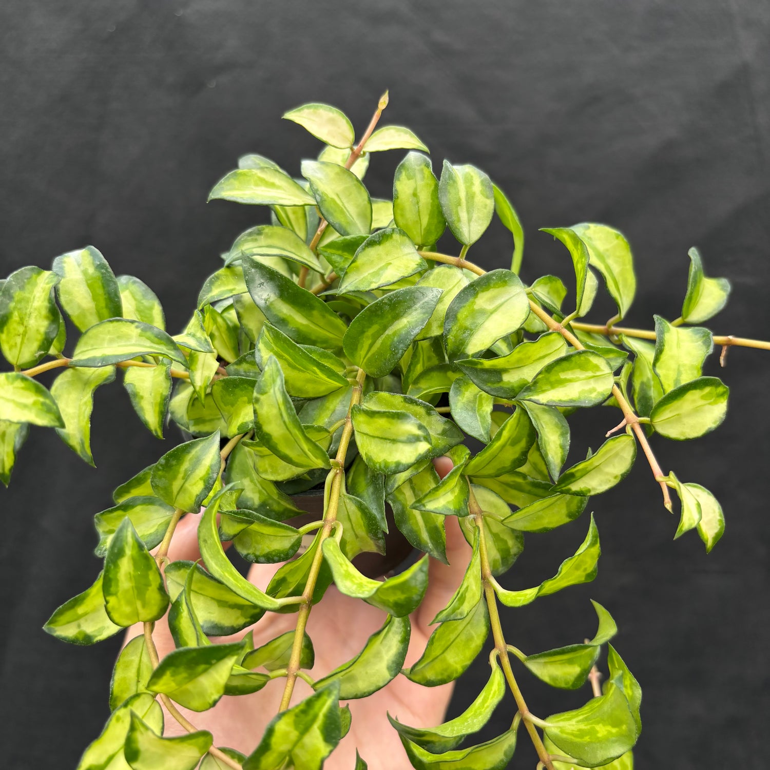 Hoya Lacunosa "Var-Tricolor" Bruno