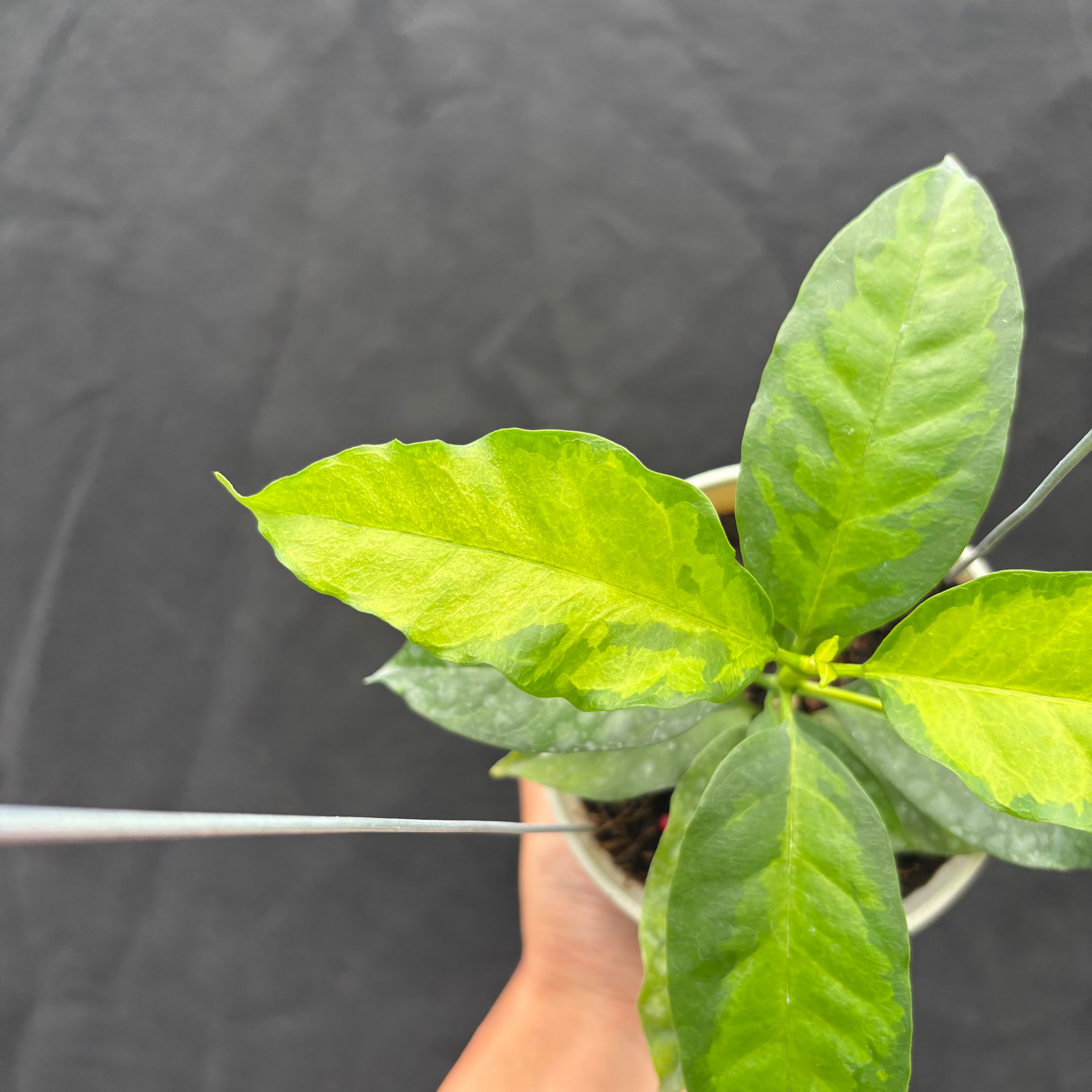 Hoya Multiflora "Inner Variegated"