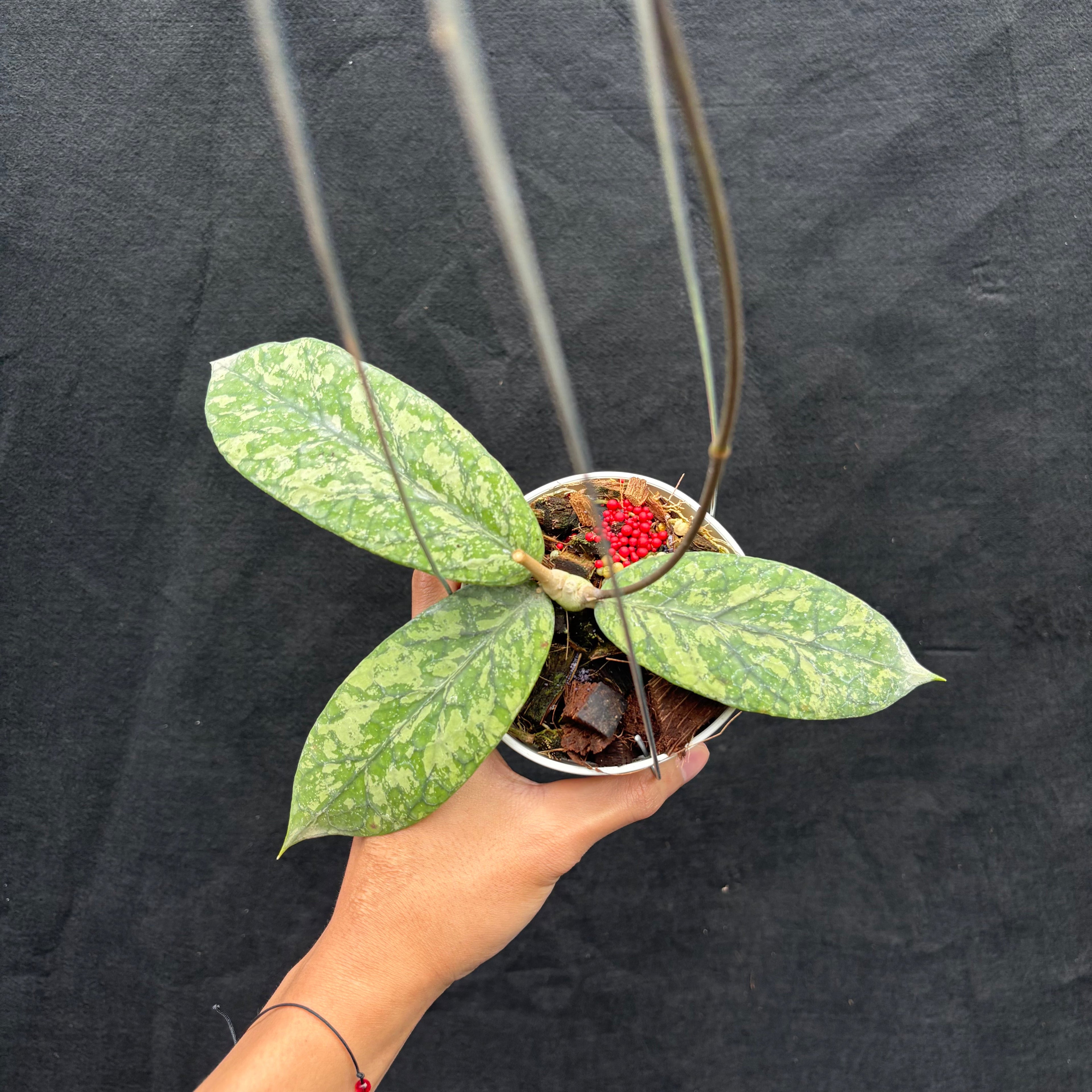 🎁 Hoya Meridithii "Gunung Kapi" (100% off)