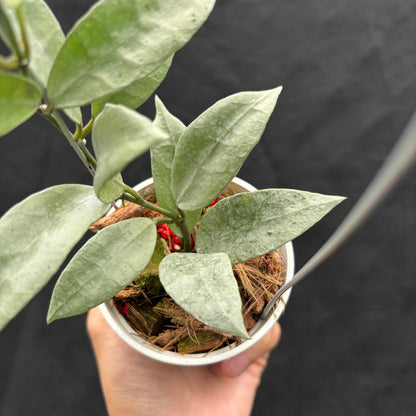 Hoya Lacunosa "Zellia"
