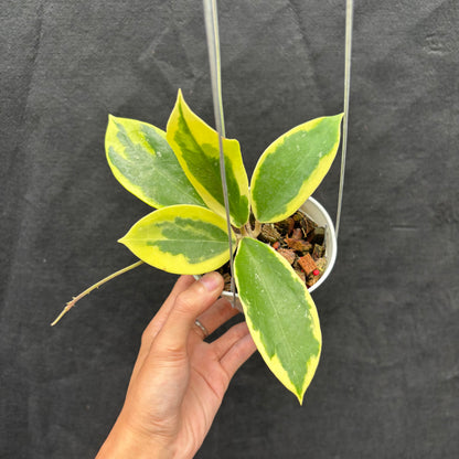 Hoya Sp. Quang Ngai "Albomarginata"