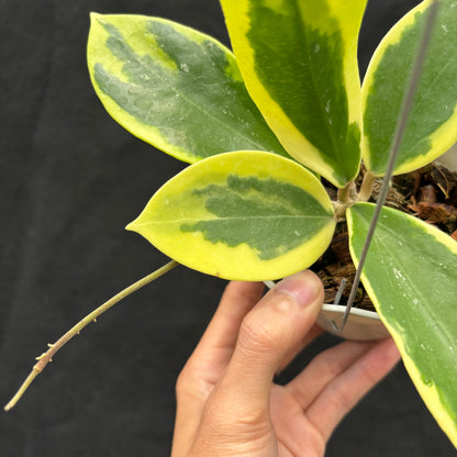 Hoya Sp. Quang Ngai "Albomarginata"