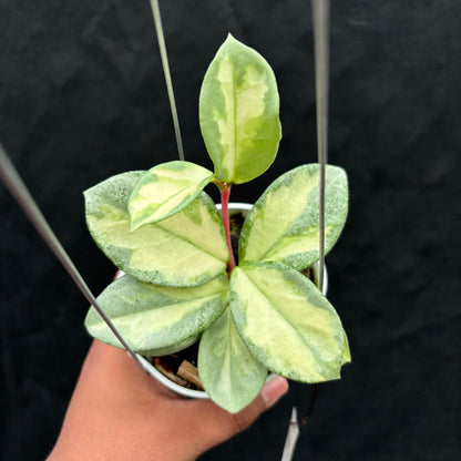 Hoya Carnosa "Argentea Princess"