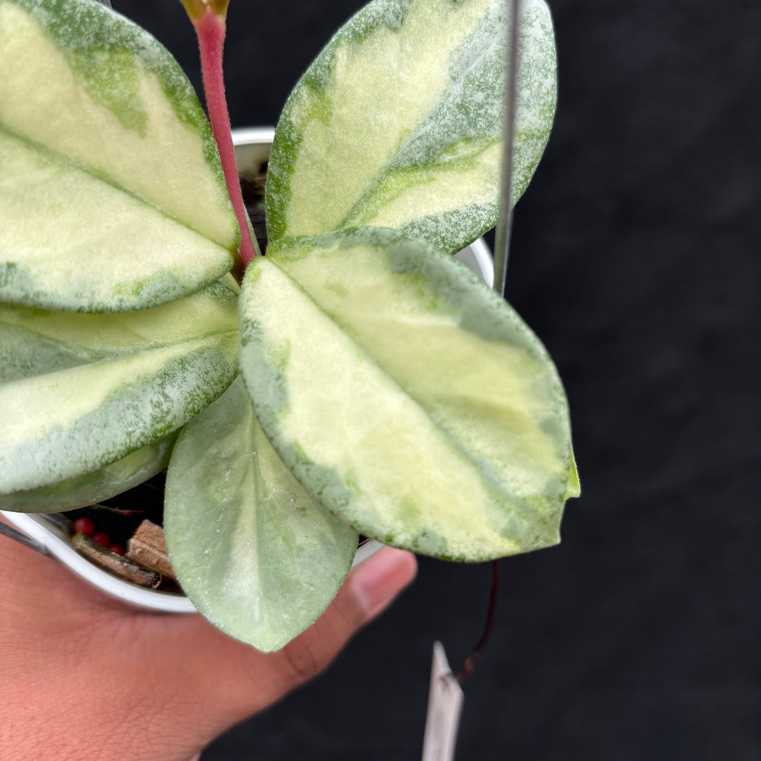 Hoya Carnosa "Argentea Princess"