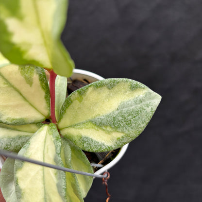 Hoya Carnosa "Argentea Princess"