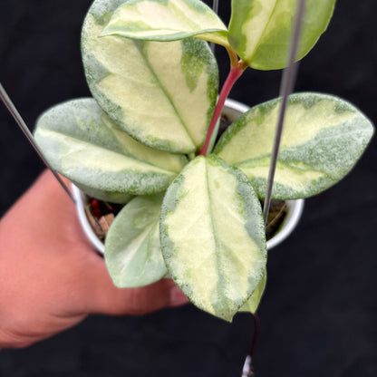 Hoya Carnosa "Argentea Princess"