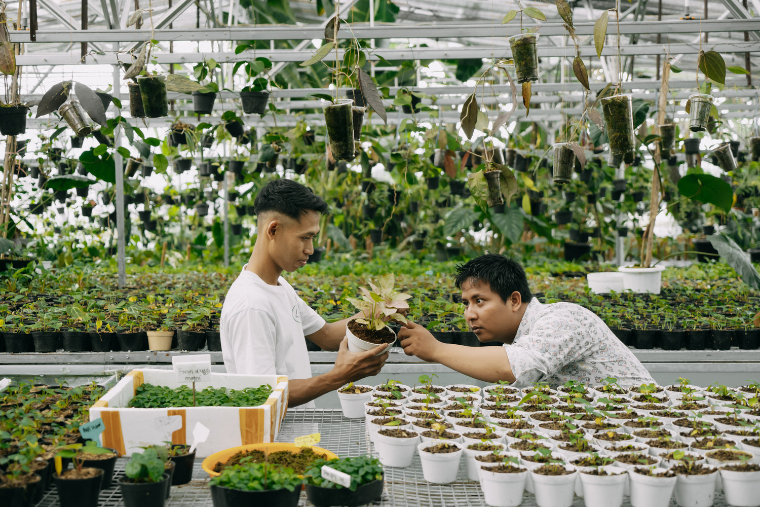 Online Plant Nursery – Greenspaces.id