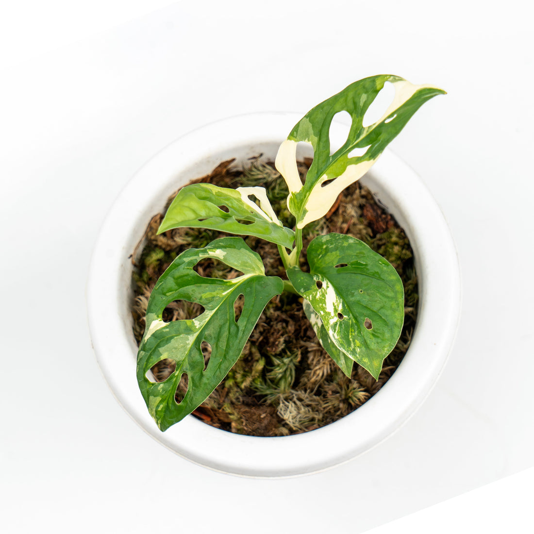 π Monstera Adansonii Variegated (100% off)