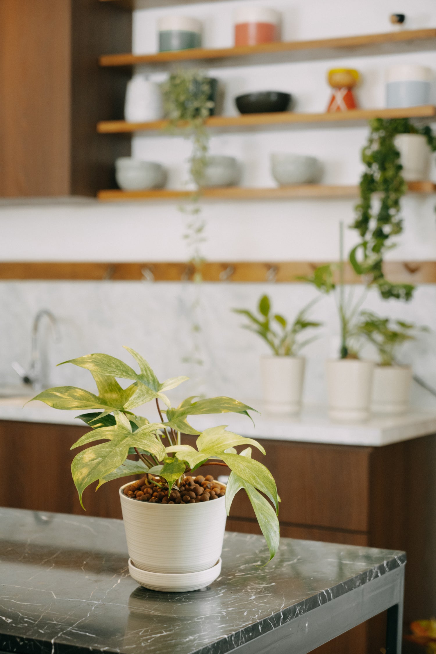 The Best Plants for Your Kitchen