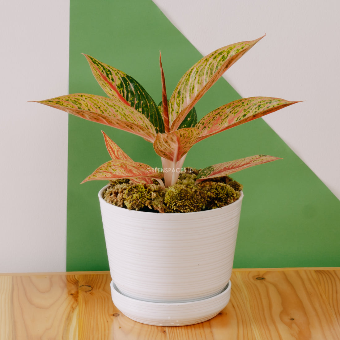 Aglaonema Red Legacy - Greenspaces.id