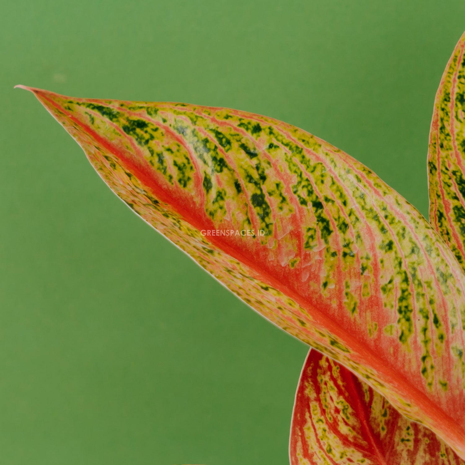 Aglaonema Red Legacy - Greenspaces.id