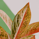 Aglaonema Red Legacy - Greenspaces.id