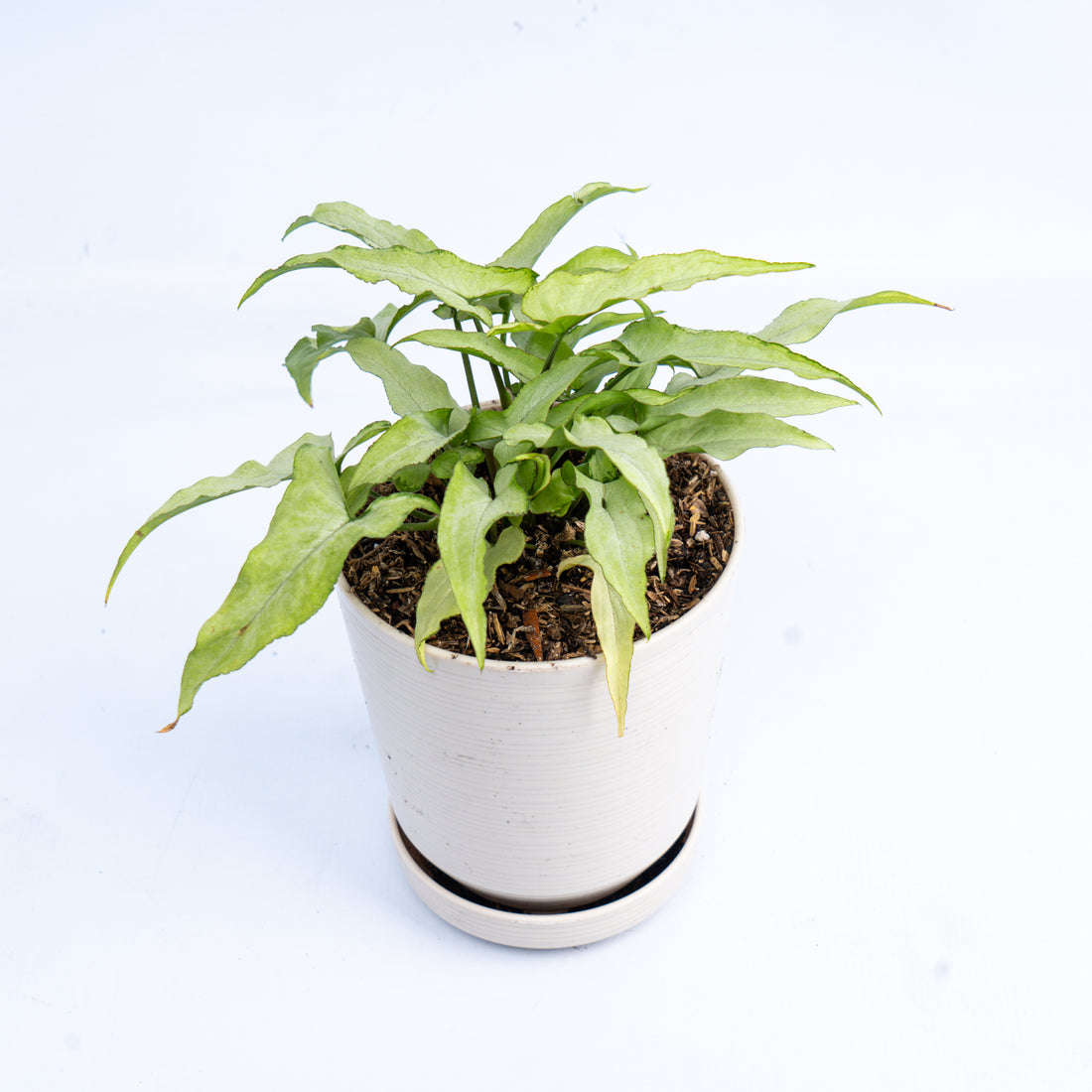 Syngonium White Narrow