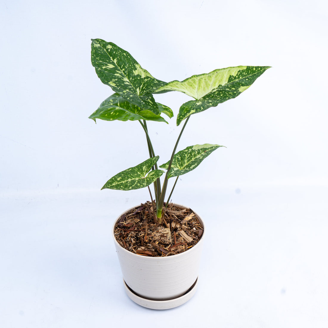 🎁 Syngonium Panda (100% off)