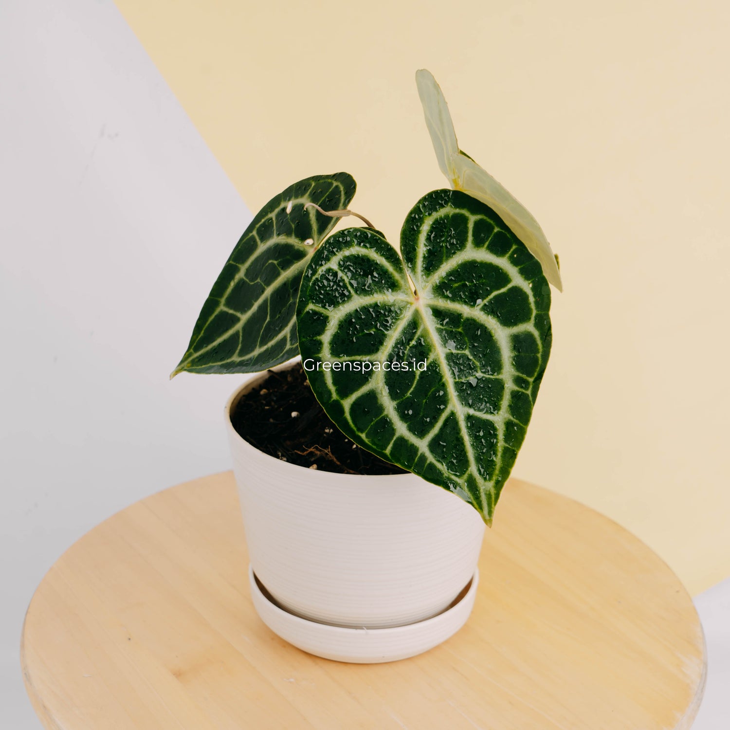 Anthurium queen clarinervium-Greenspaces.id