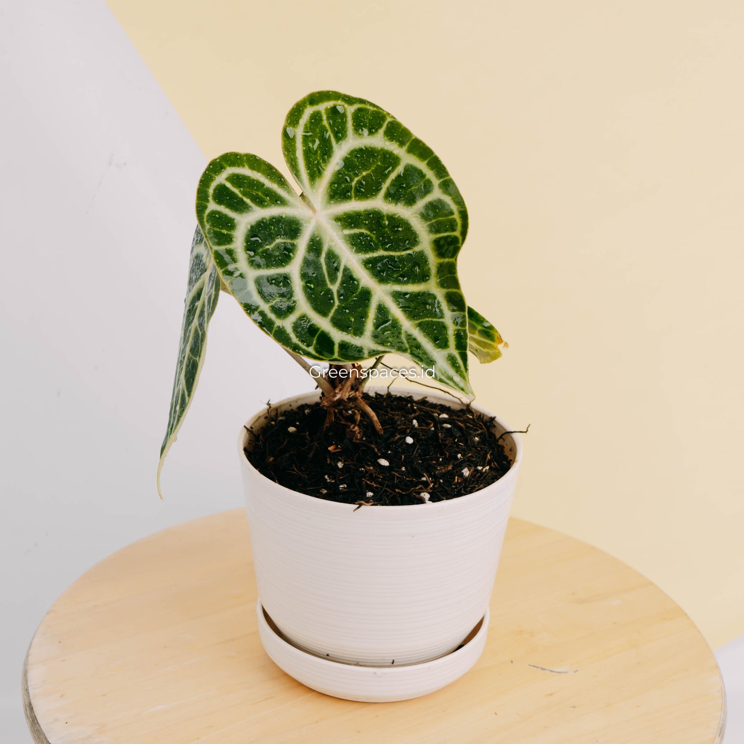 anthurium clarinervium canada Anthurium queen clarinervium – Greenspaces.id