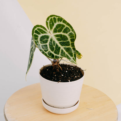 Anthurium queen clarinervium-Greenspaces.id