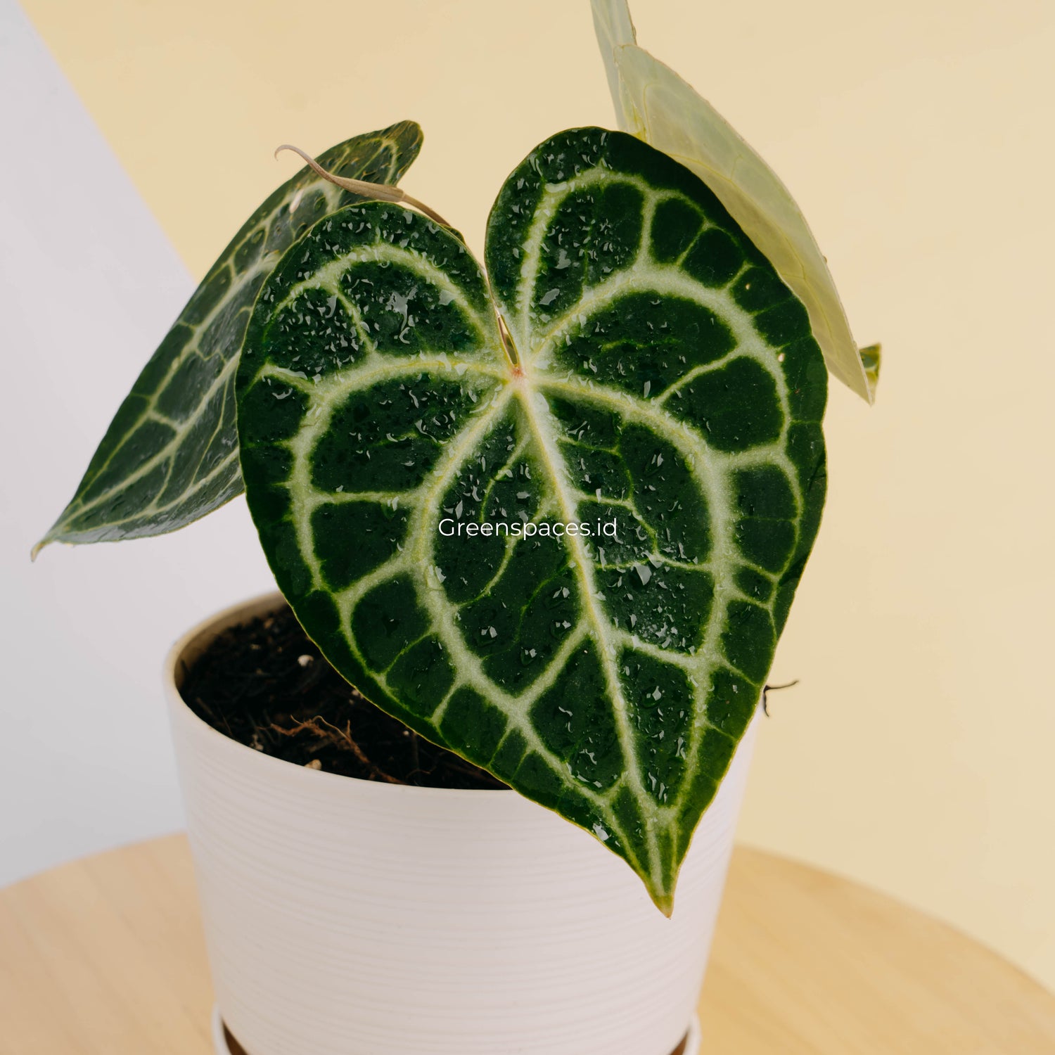 anthurium canal queen Anthurium queen clarinervium – Greenspaces.id