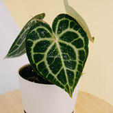 Anthurium queen clarinervium-Greenspaces.id