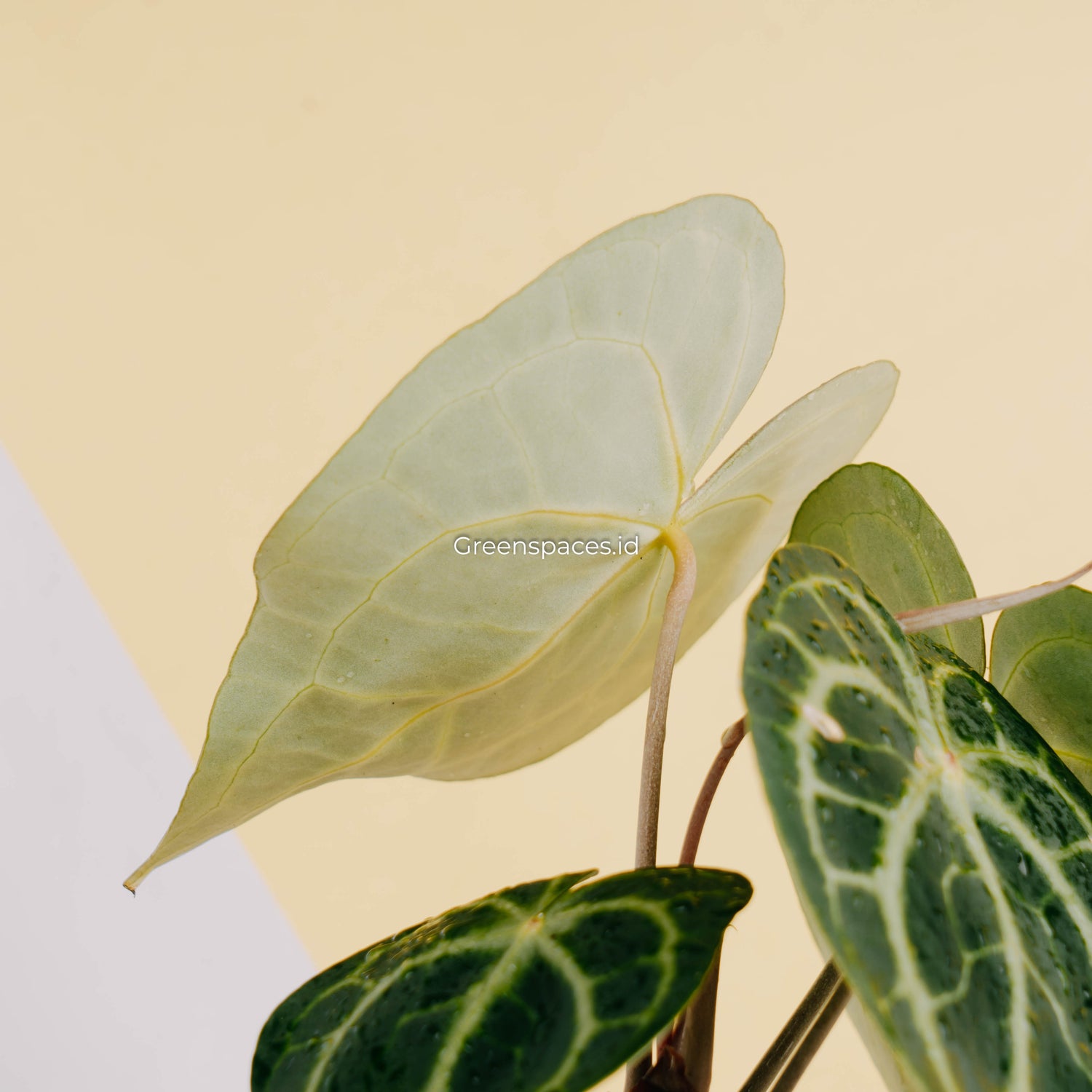 anthurium clarinervium new leaf Anthurium queen clarinervium – Greenspaces.id