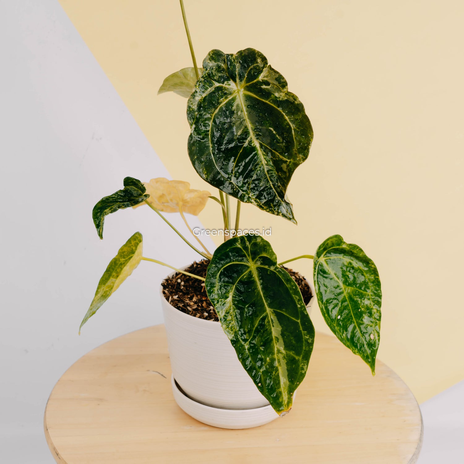 anthurium forgetiiplant Anthurium Forgetii Variegated – Greenspaces.id