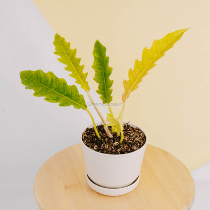 Philodendron ring of fire x golden saw-Greenspaces.id