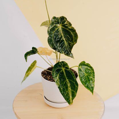 Anthurium forgetii variegated-Greenspaces.id