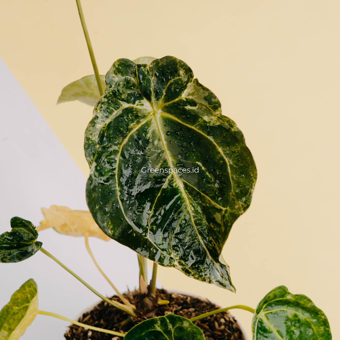 Anthurium forgetii variegated-Greenspaces.id