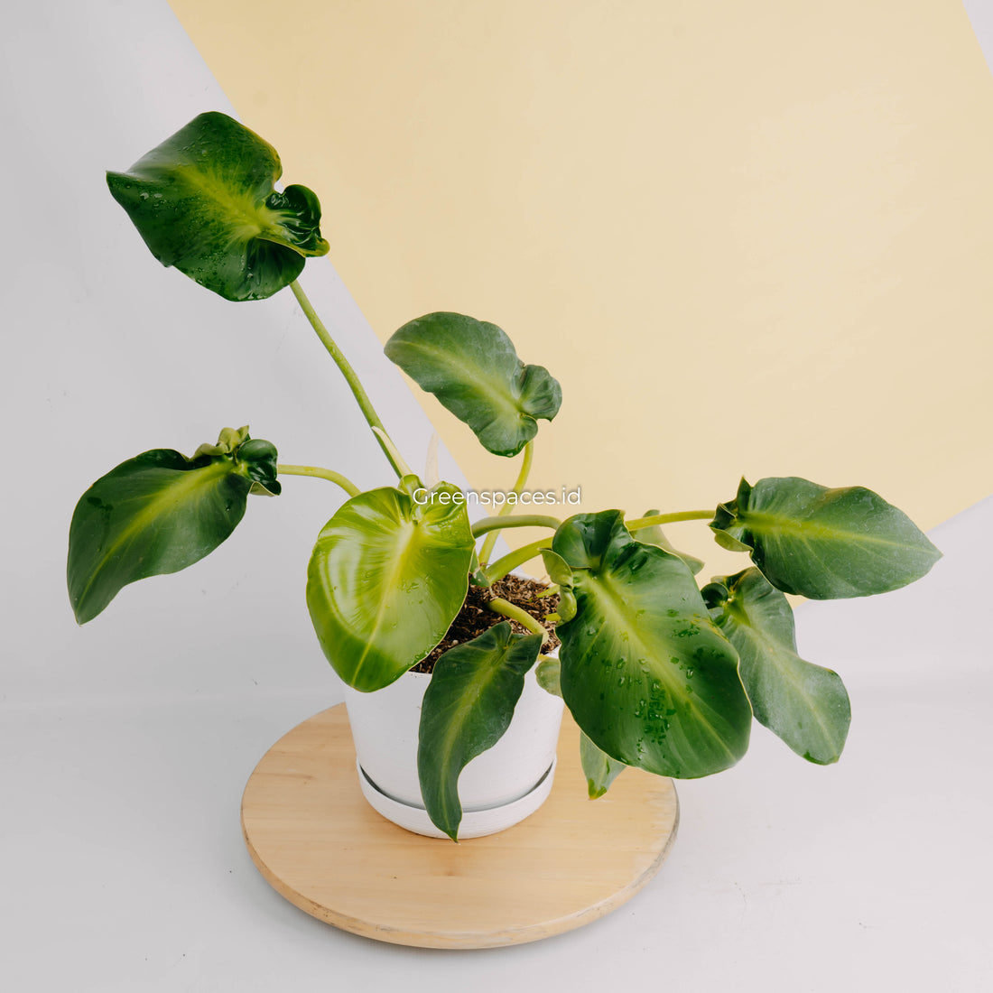 Philodendron rugosum aberrant form-Greenspaces.id