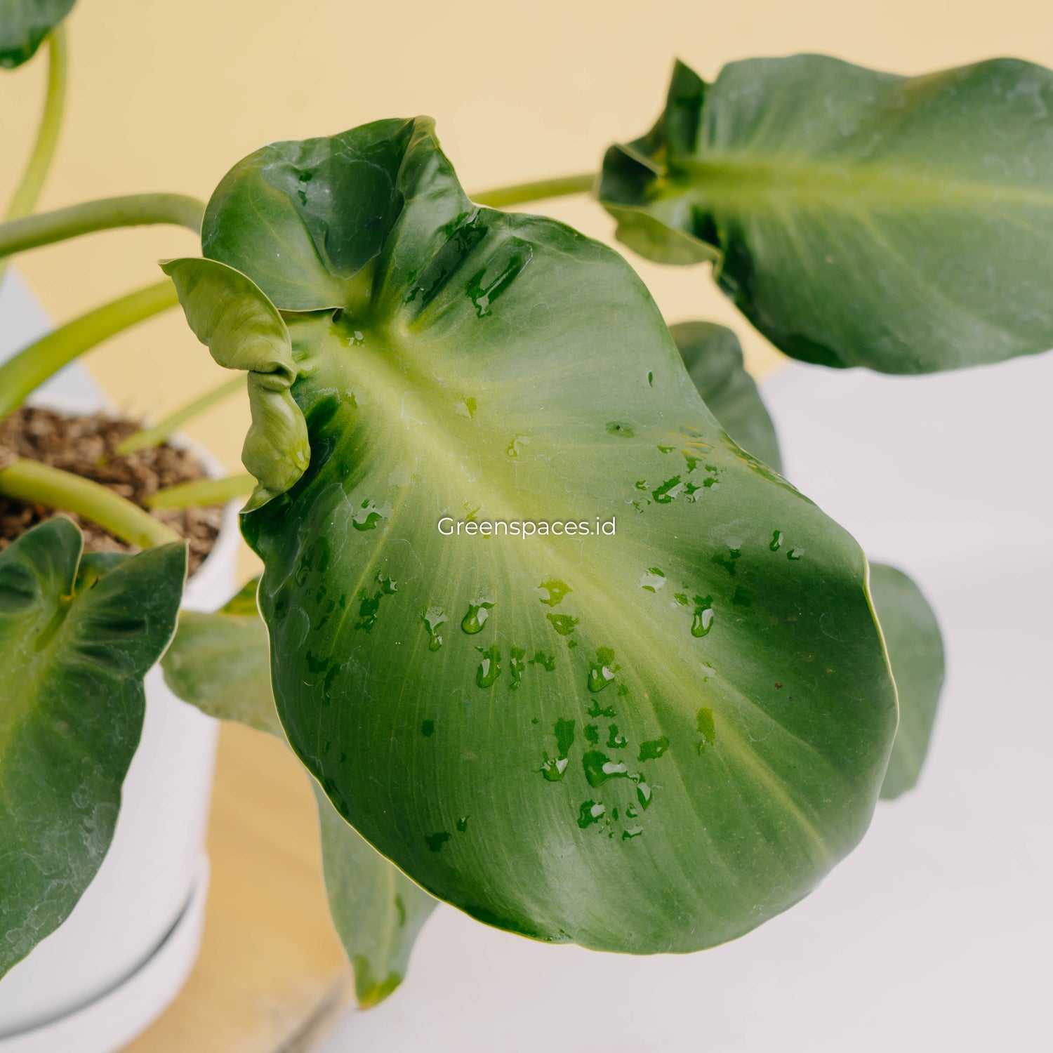 philodendron rugosum aberrant form Philodendron rugosum aberrant form