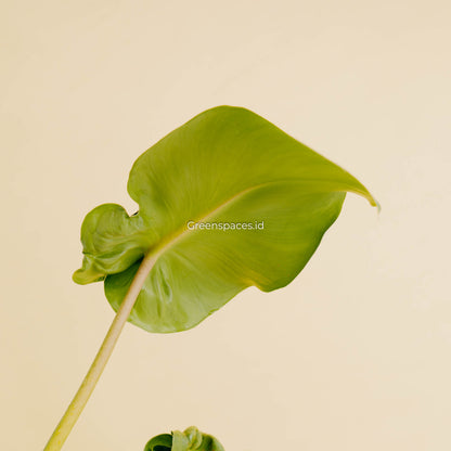 Philodendron rugosum aberrant form-Greenspaces.id