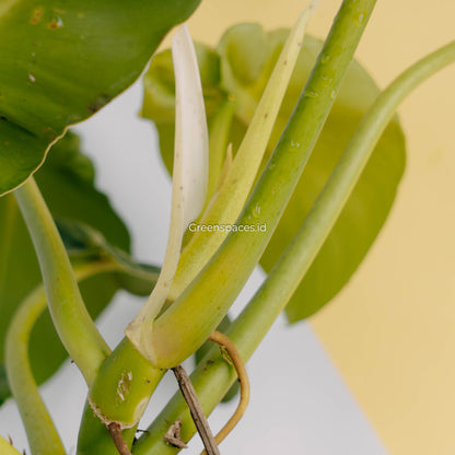 Philodendron rugosum aberrant form-Greenspaces.id