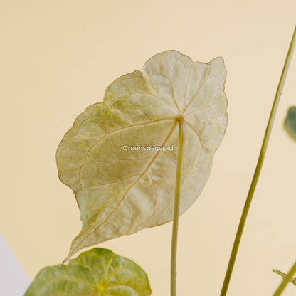Anthurium forgetii variegated-Greenspaces.id