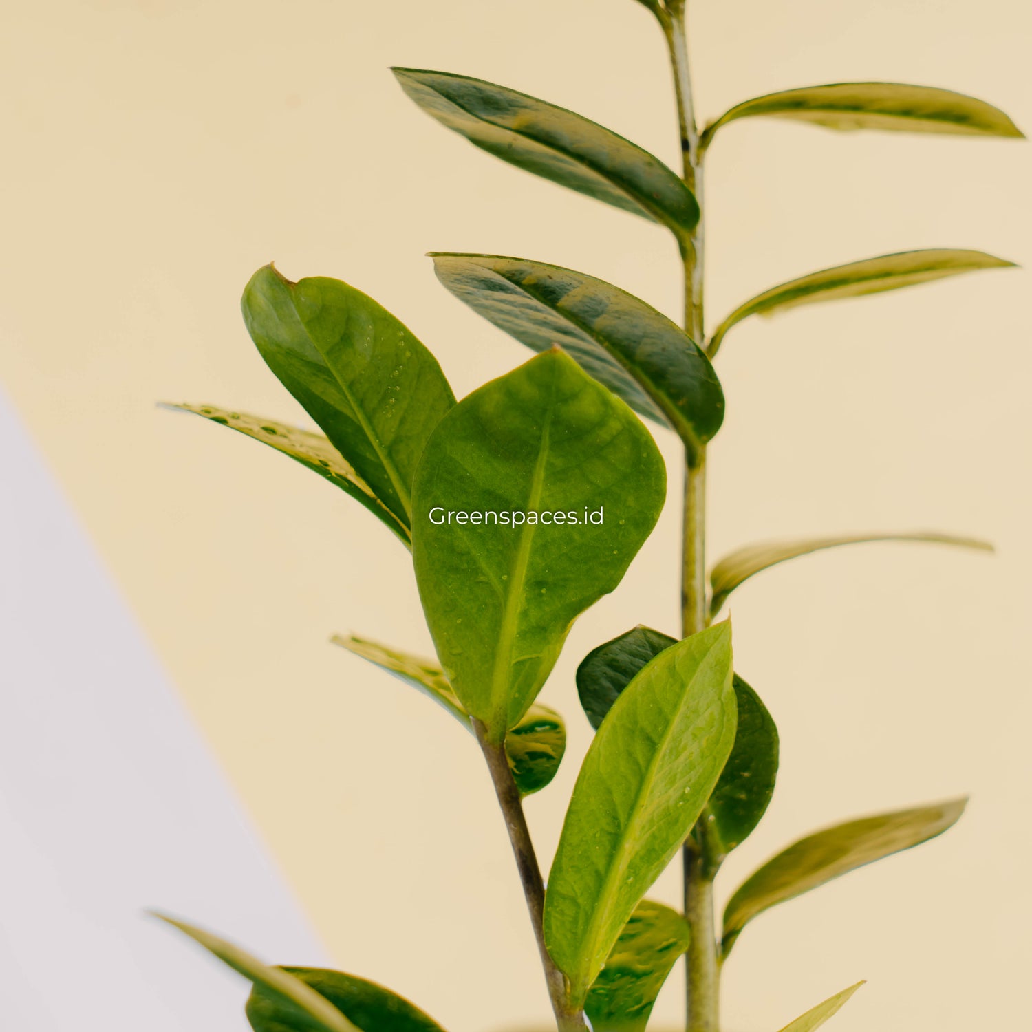 Zamioculcas zamiifolia &